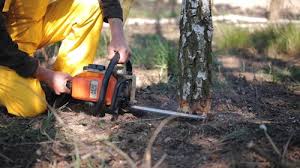 Best Stump Grinding and Removal  in Discovery Bay, CA